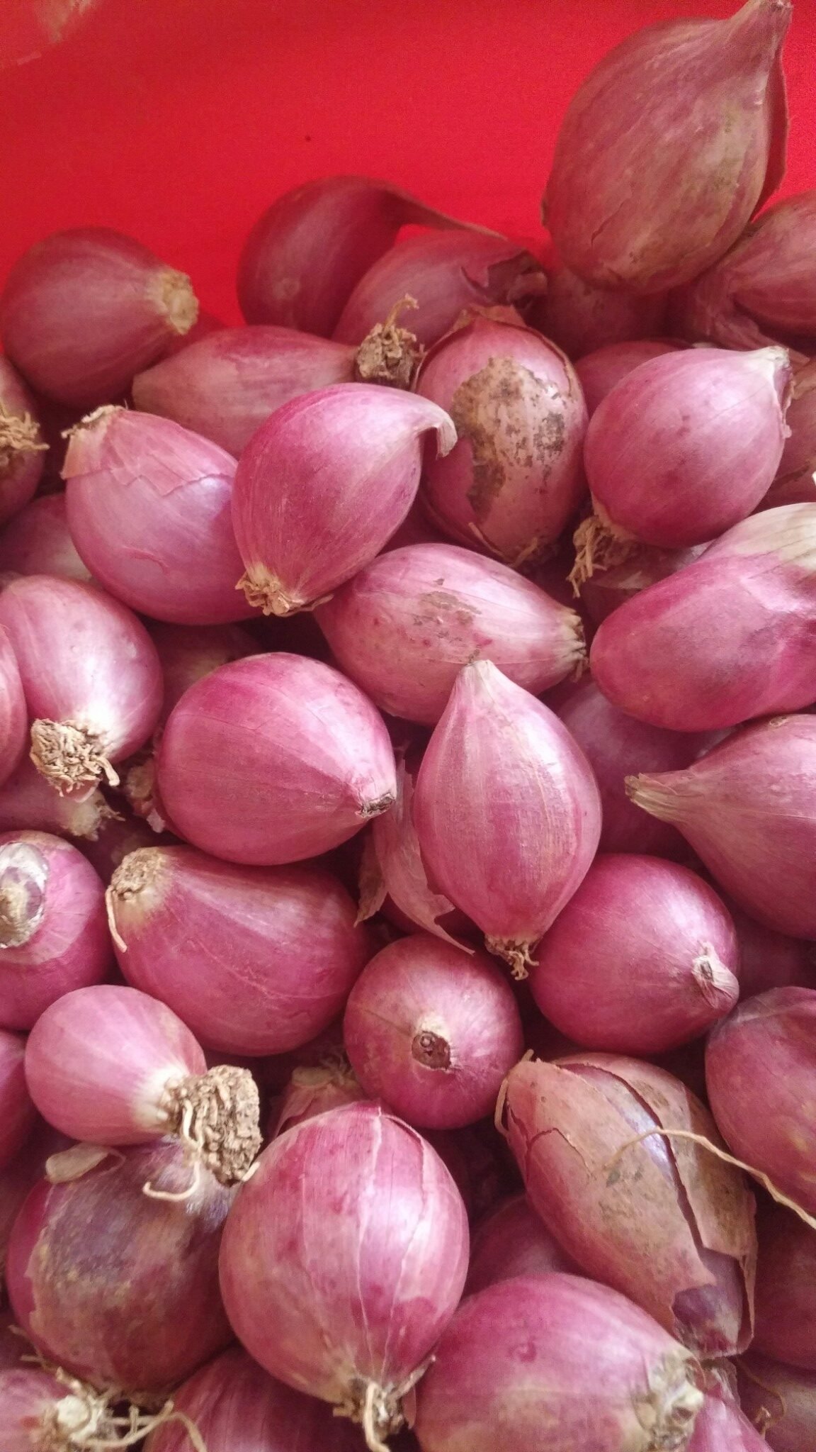 small onion 