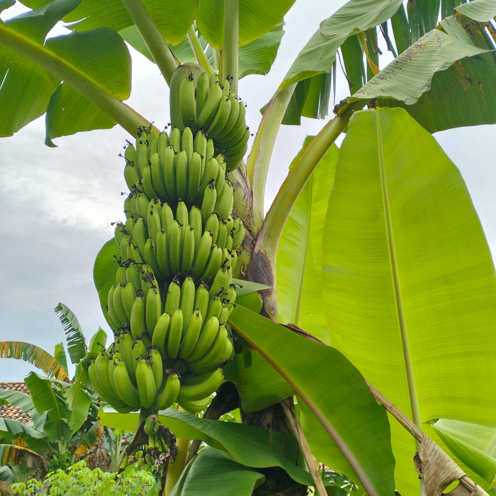 Banana Leaves