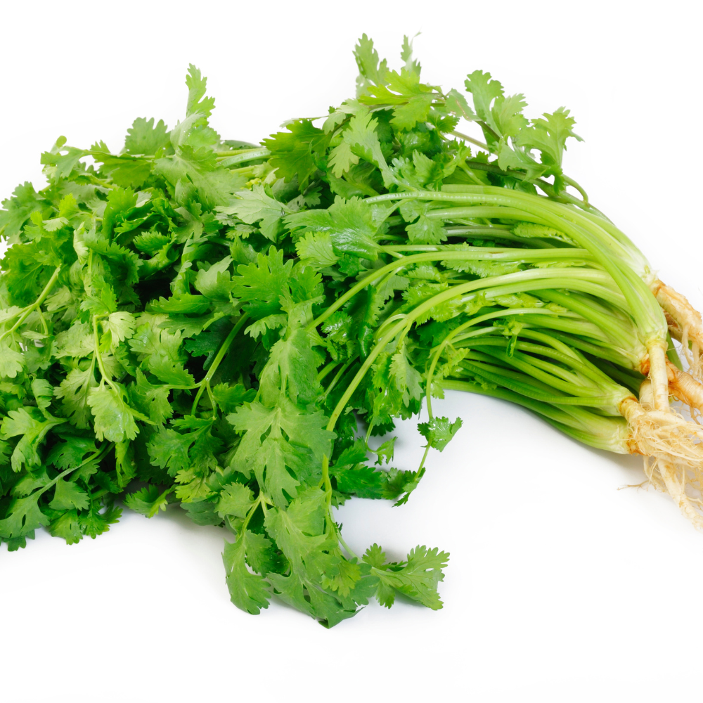 Coriander Leaves