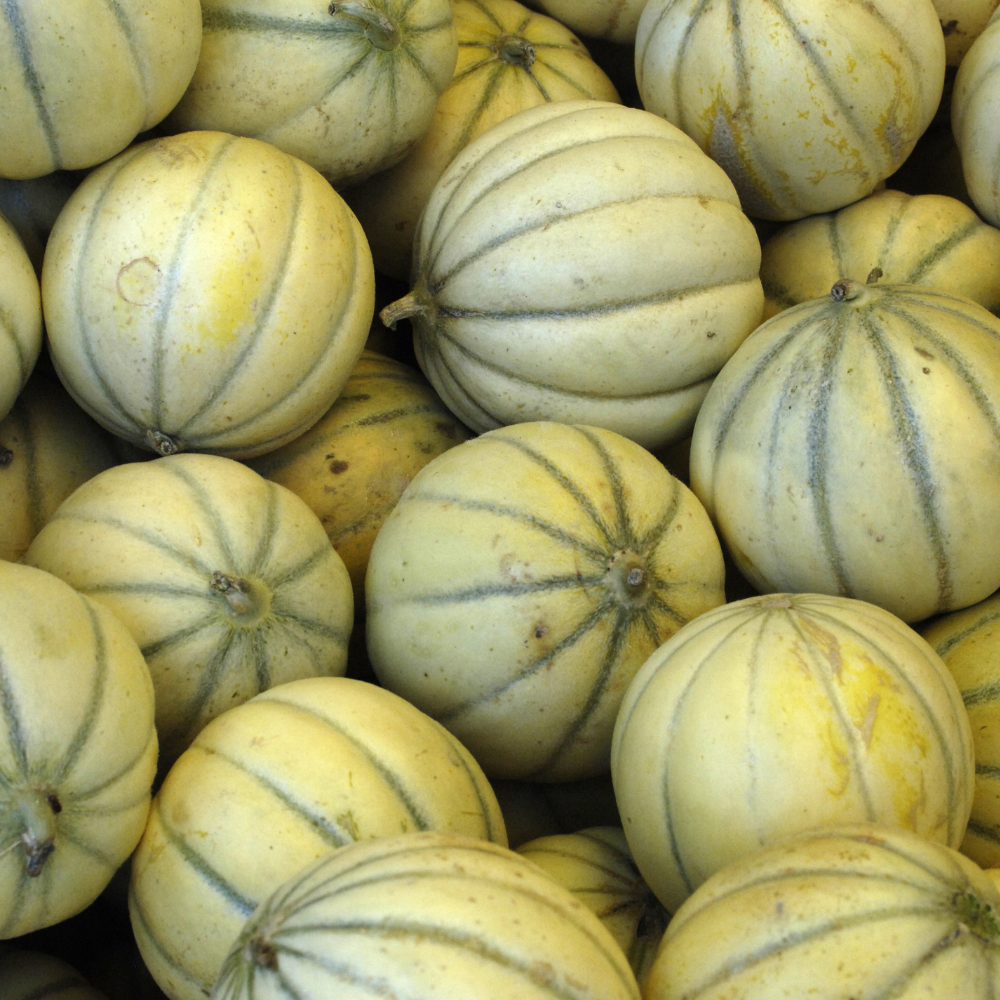 Muskmelon